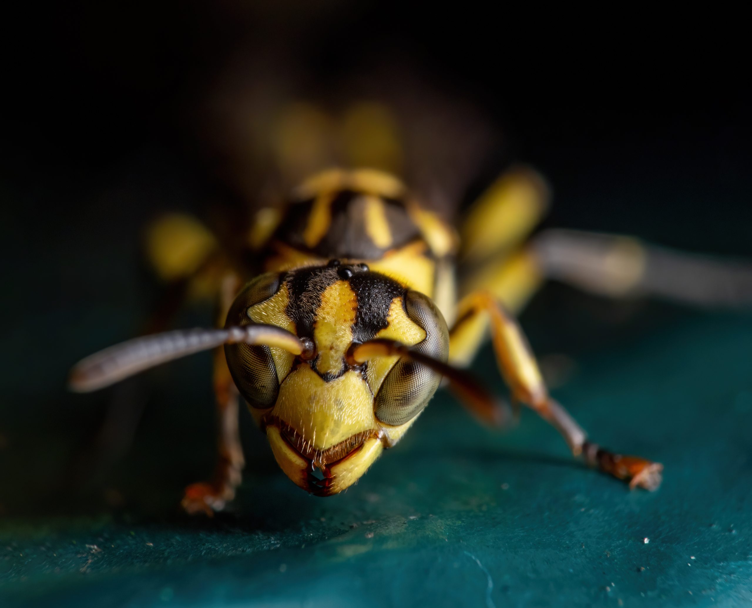 Macro Photo of Wasp on Turquoise Floor Isolated on Background