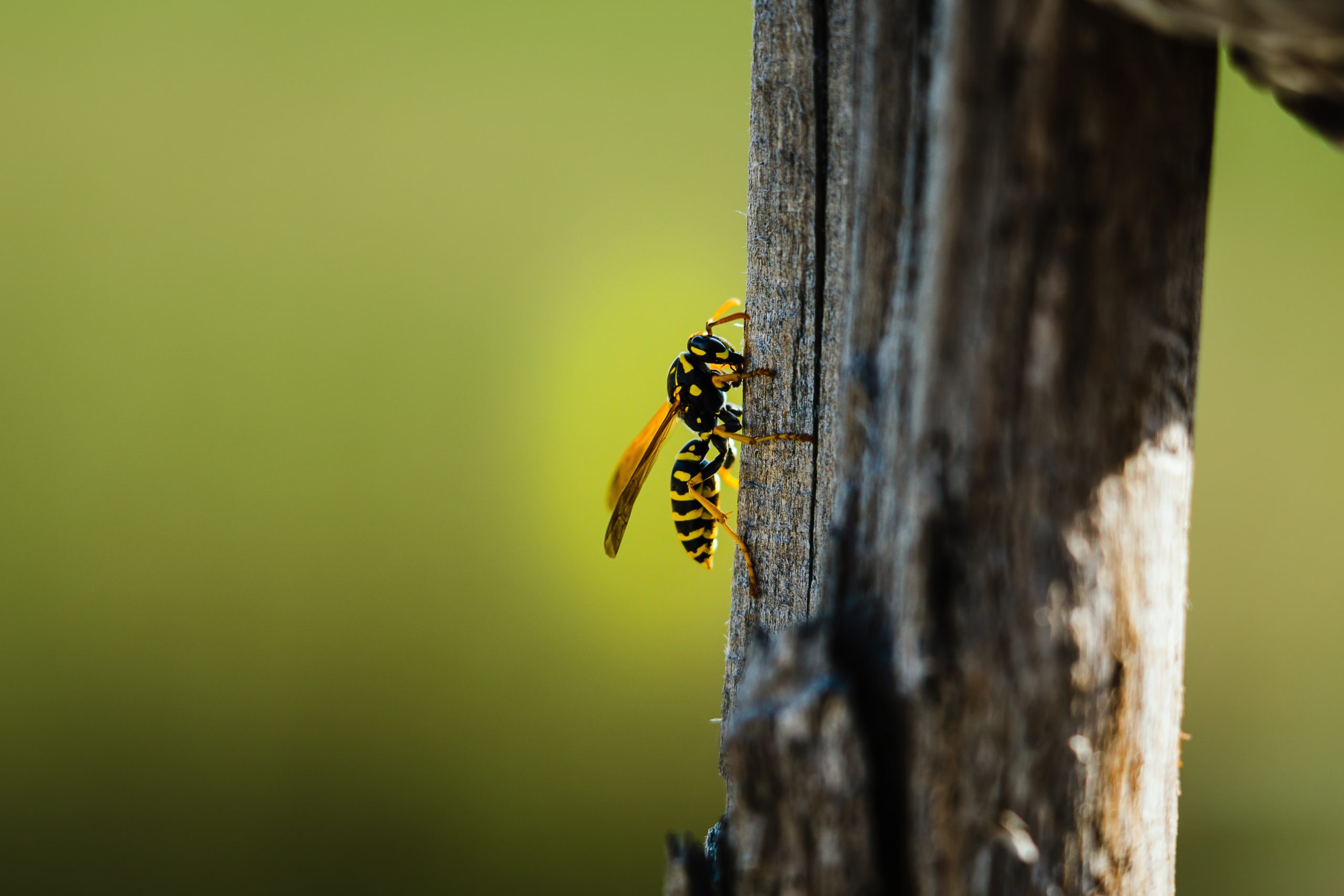 Closeup shot of a wasp perched on a wooden surface on a blurred background