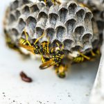 Les dangers des guêpes et comment s’en protéger !