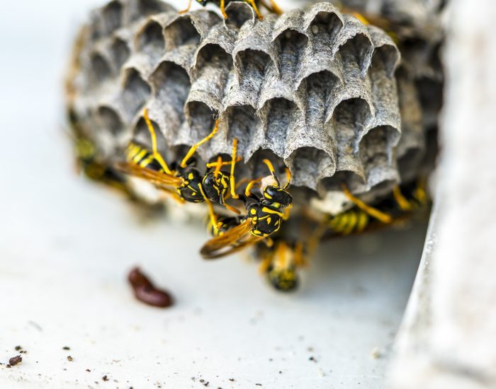 Closeup of the wasps on the hive.