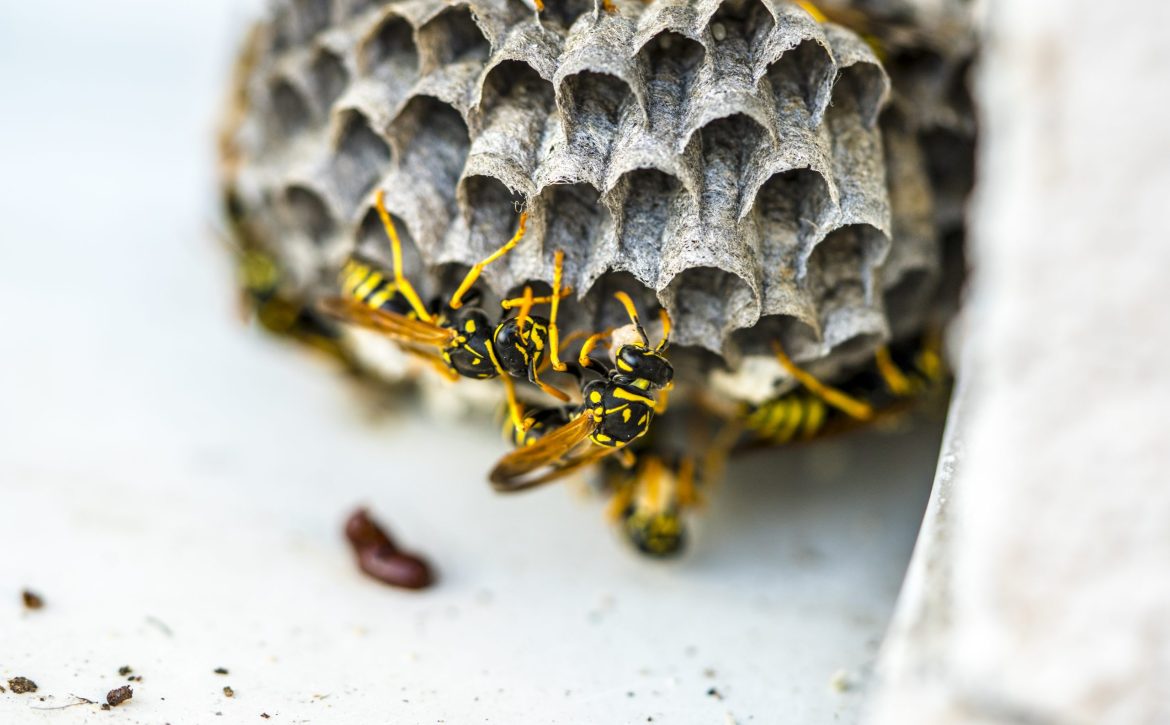 Closeup of the wasps on the hive.
