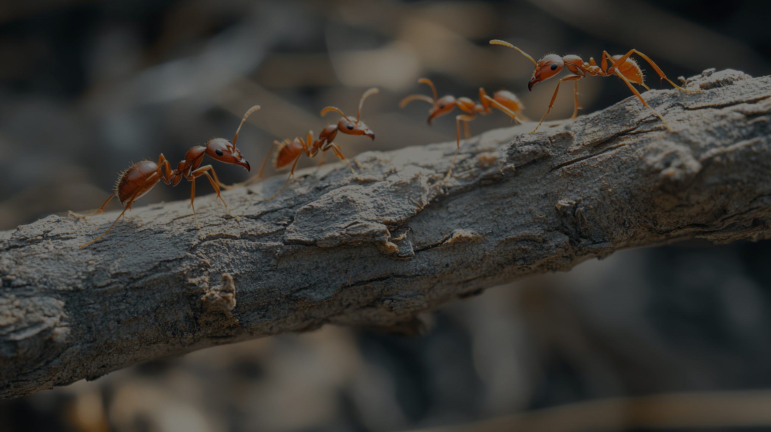 Fourmis rouge sur une branche d'arbre