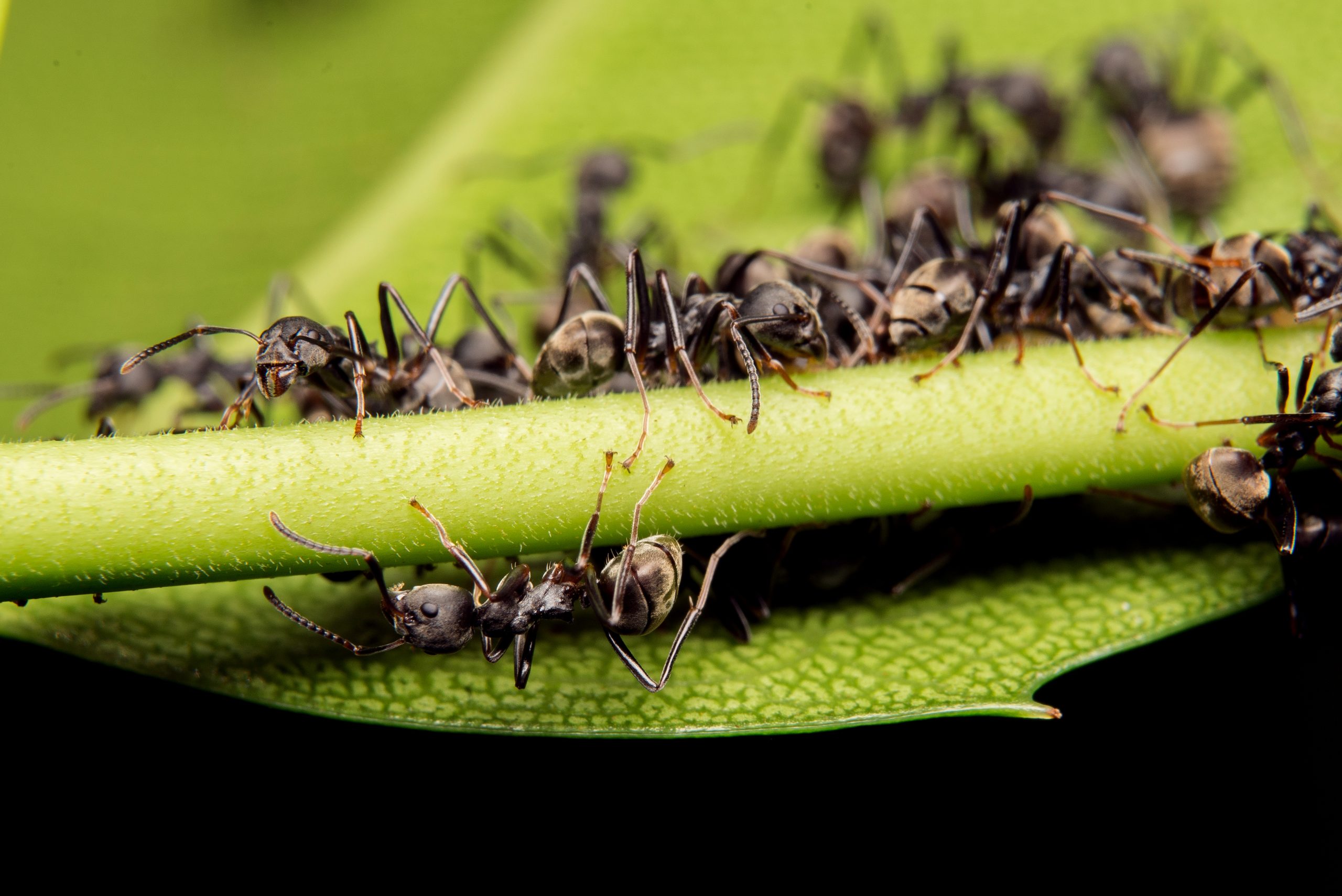 Jumping spider predator nature habitat